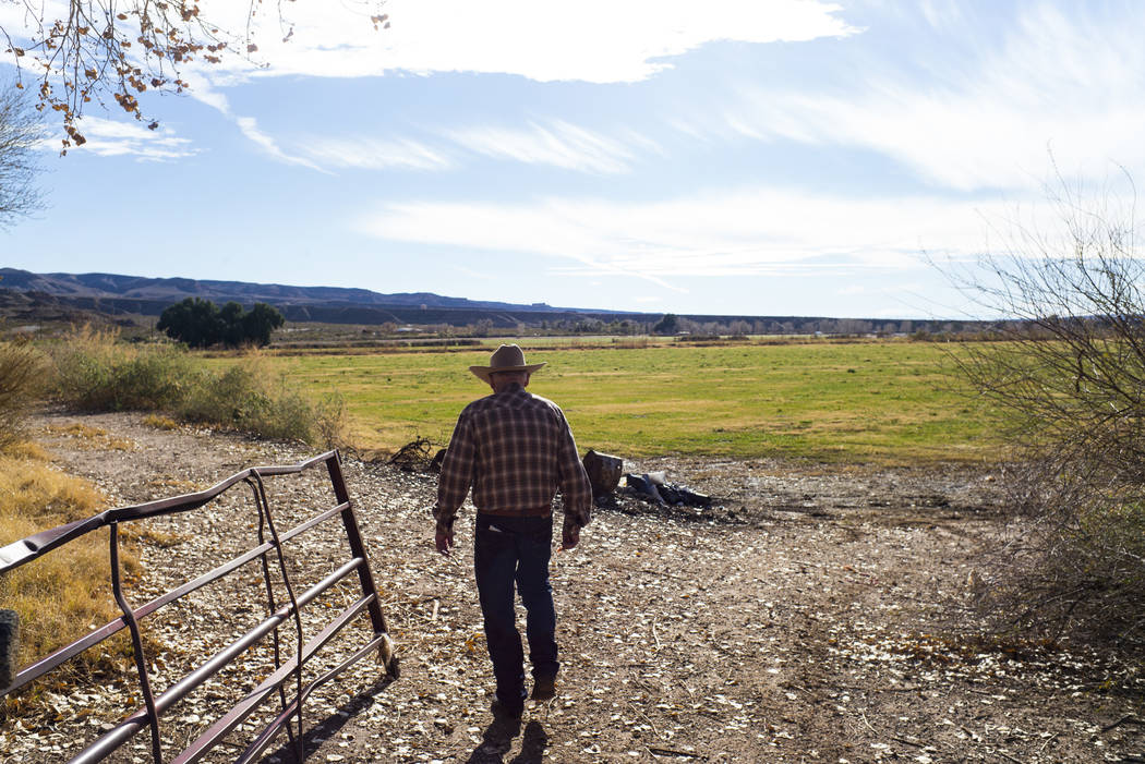 Cliven Bundy checks on fields of alfalfa and ryegrass at Bundy Ranch in Bunkerville on Thursday, Jan. 11, 2018. Bundy was released from federal custody after charges against him were dismissed in  ...
