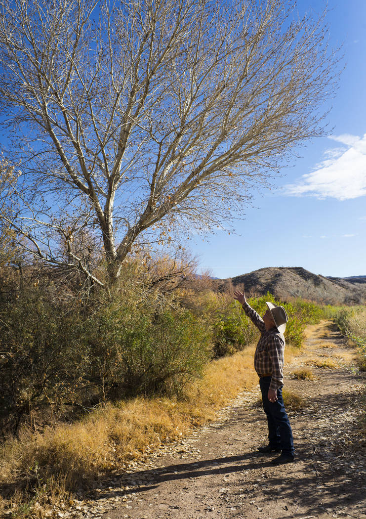 Cliven Bundy points out a tree that stood just 10 feet tall the last time he saw it at Bundy Ranch in Bunkerville on Thursday, Jan. 11, 2018. Bundy was released from federal custody after charges  ...