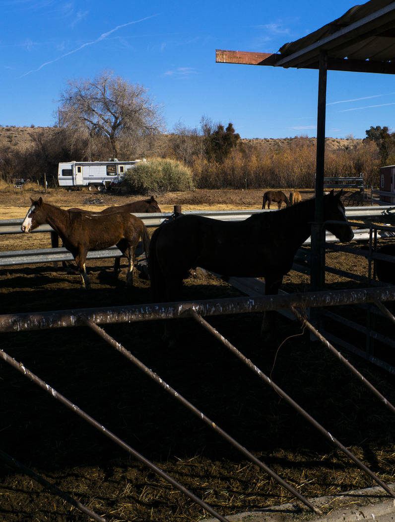 Horses at Bundy Ranch in Bunkerville on Thursday, Jan. 11, 2018. Bundy was released from federal custody after charges against him were dismissed in his trial. Chase Stevens Las Vegas Review-Journ ...