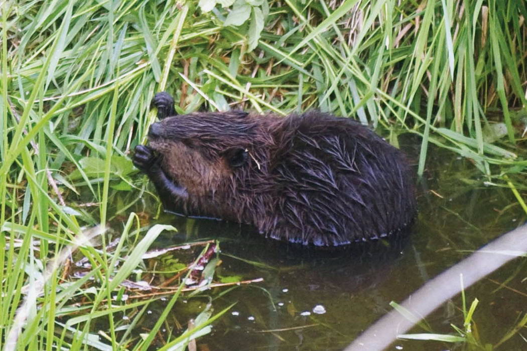 Killing of Oregon beavers to stop after threat of lawsuit Las Vegas
