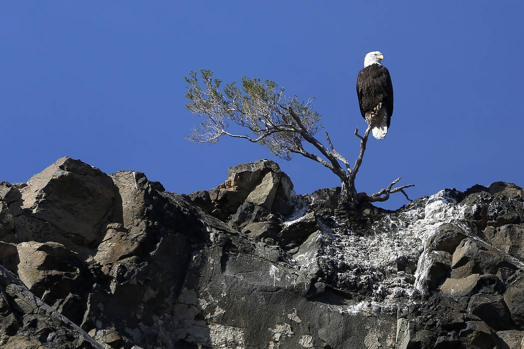 A bald eagle perches on a small tree in Lake Mead National Recreation Area, Wednesday, Jan. 17, ...