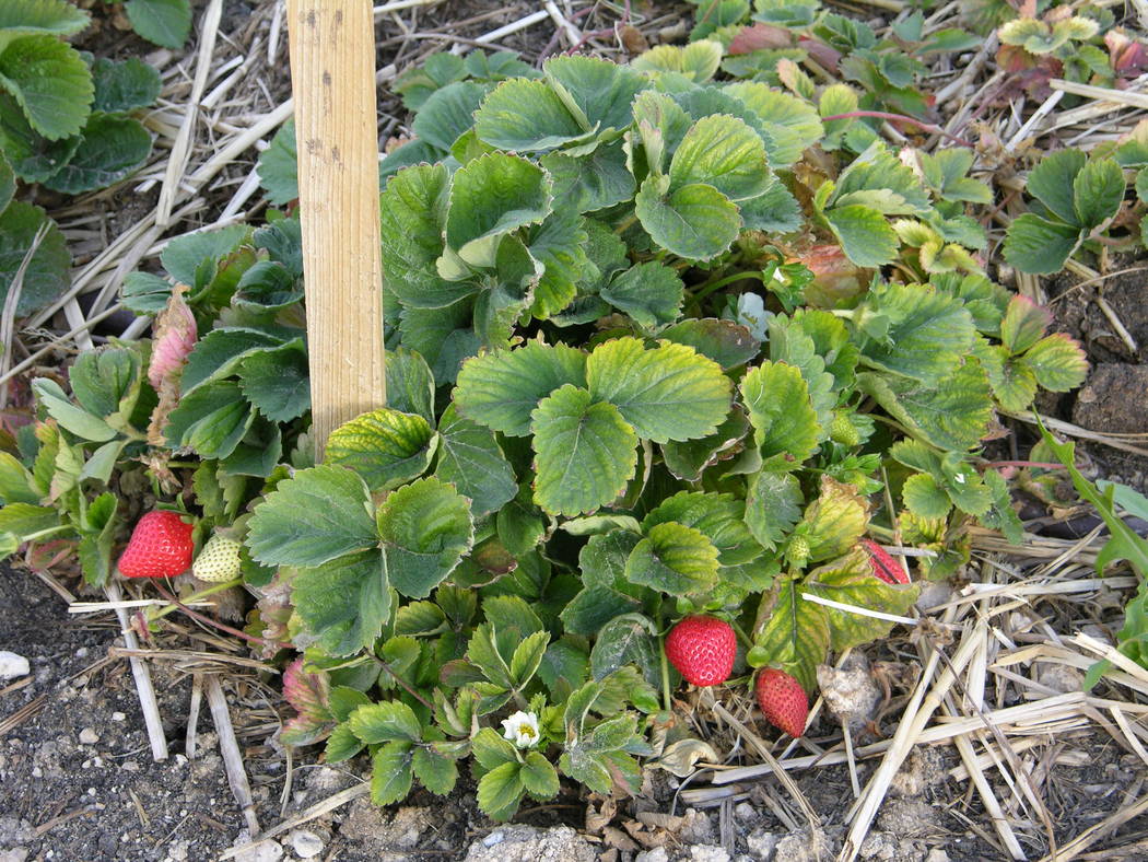 How to care for ozark beauty strawberry plant