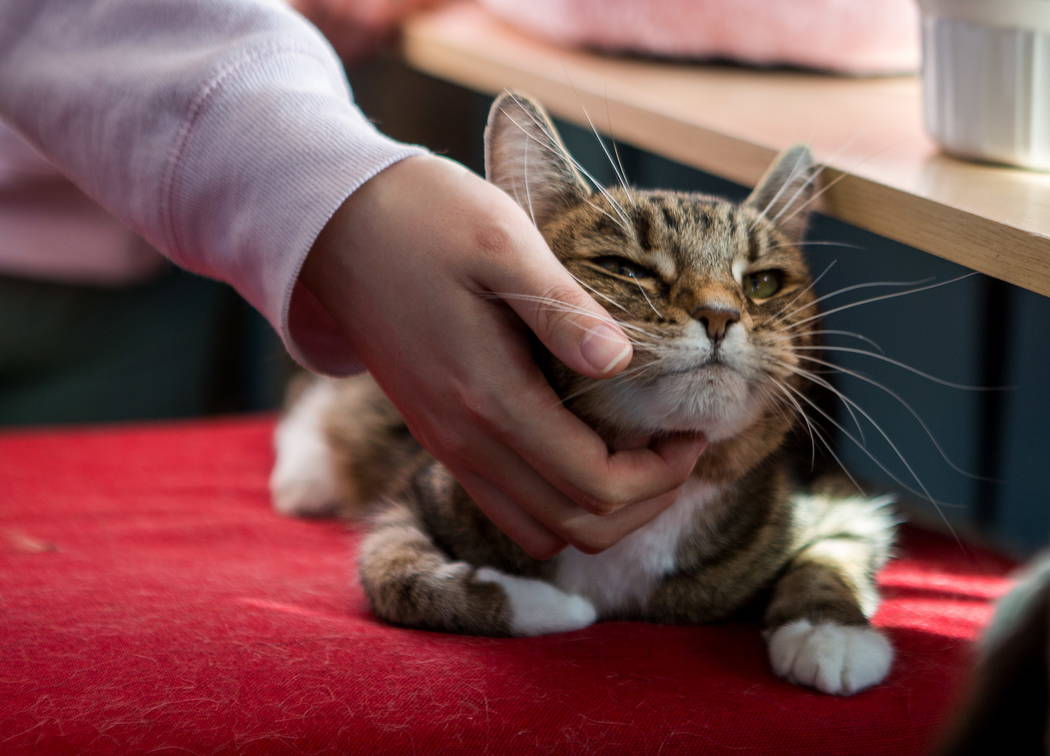 Hayoung Lawson pets a cat named Mia at a pop-up cat cafe at Hearts Alive Village in Las Vegas on Saturday, Feb. 10, 2018.  Patrick Connolly Las Vegas Review-Journal @PConnPie