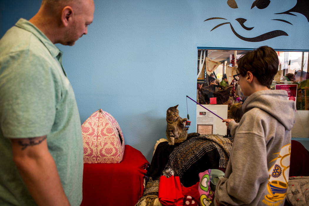 Visitors play with Zena at a pop-up cat cafe at Hearts Alive Village in Las Vegas on Saturday, Feb. 10, 2018.  Patrick Connolly Las Vegas Review-Journal @PConnPie