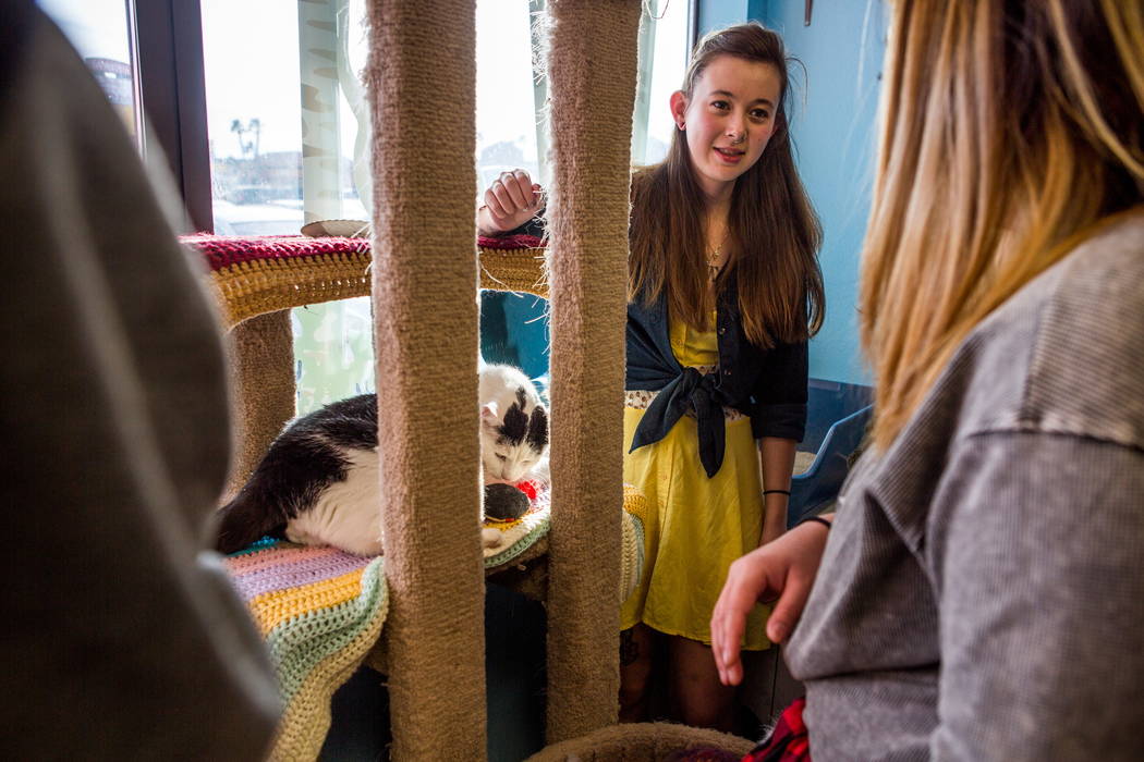 Molly Weiss, center, plays with a cat named Pepe at a pop-up cat cafe at Hearts Alive Village in Las Vegas on Saturday, Feb. 10, 2018.  Patrick Connolly Las Vegas Review-Journal @PConnPie