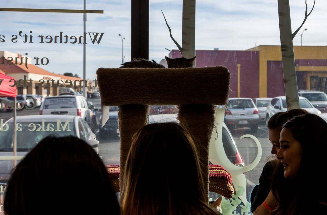 A cat peeks out above visitors to a pop-up cat cafe at Hearts Alive Village in Las Vegas on Saturday, Feb. 10, 2018.  Patrick Connolly Las Vegas Review-Journal @PConnPie