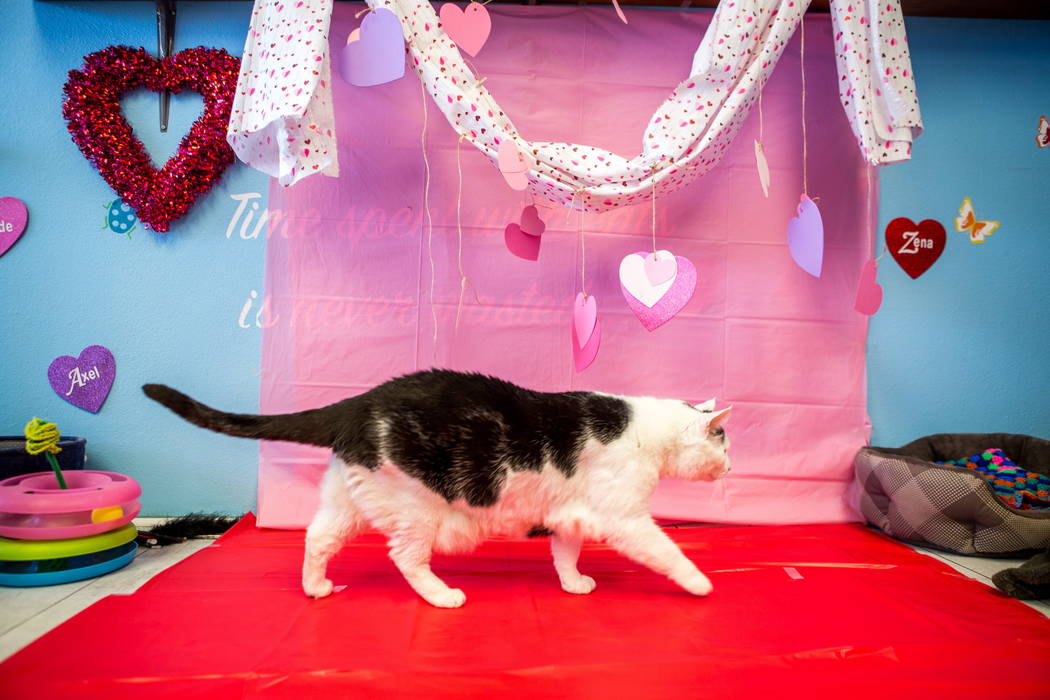 Pepe the cat walks past Valentine's Day decorations at a pop-up cat cafe at Hearts Alive Village in Las Vegas on Saturday, Feb. 10, 2018.  Patrick Connolly Las Vegas Review-Journal @PConnPie