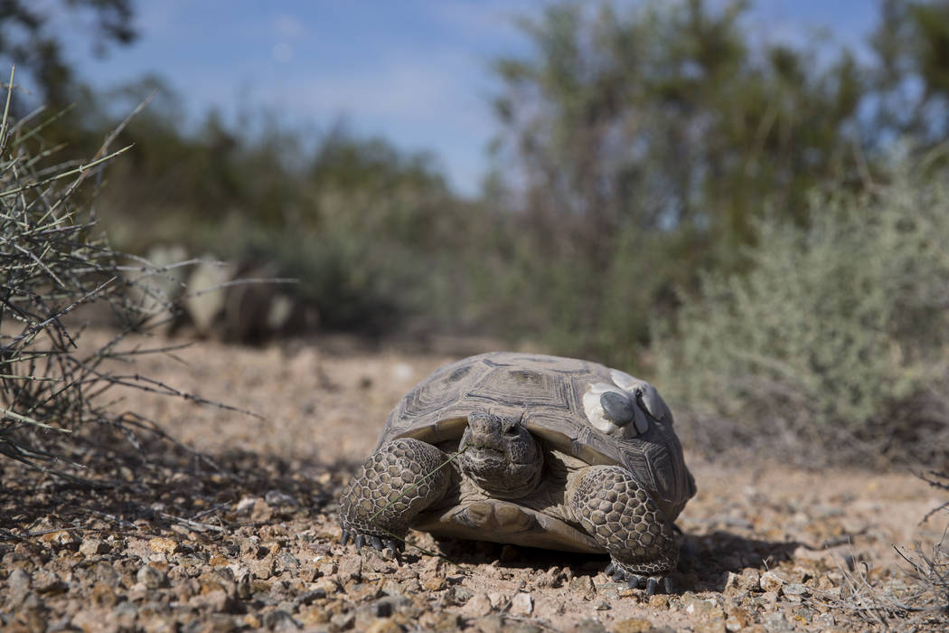 A female tortoise inside the Desert Tortoise Habitat at Springs Preserve in Las Vegas, Tuesday, Sept. 26, 2017. (Erik Verduzco/Las Vegas Review-Journal) @Erik_Verduzco
