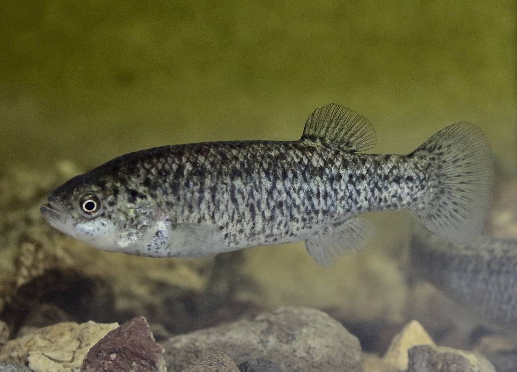 A Pahrump poolfish swims in a tank at the Nevada Department of Wildlife's fish hatchery at Lake Mead on Jan. 25. The Springs Preserve will soon be home to a reserve population of the endangered fi ...