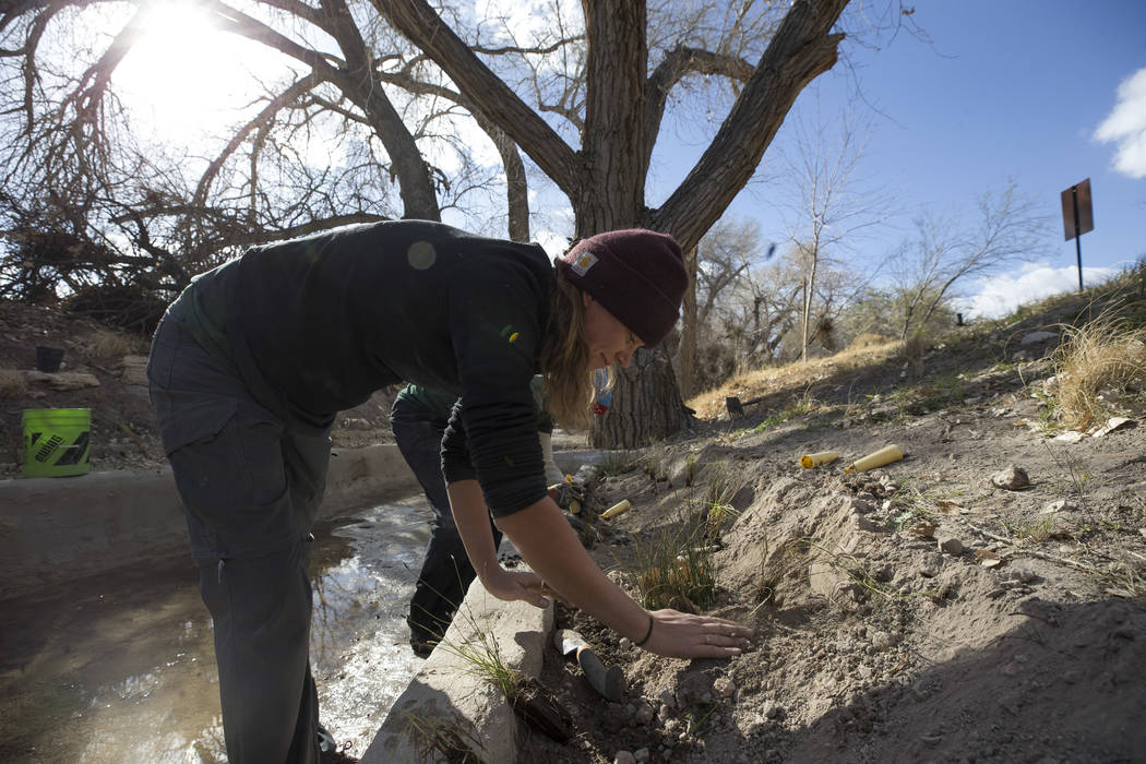 Nevada Conservation Corps volunteer Kym Sutton plants a Las Vegas bearpoppy along a stream bed at Springs Preserve's Cottonwood Grove on Monday, Feb. 12, 2018. The vegetation is listed as critical ...