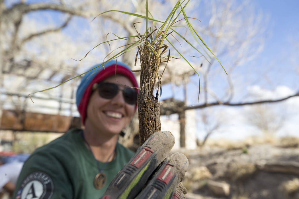 Nevada Conservation Corps volunteer Bri Wischengrad holds a Las Vegas bearpoppy at Springs Preserve's Cottonwood Grove on Monday, Feb. 12, 2018. (Richard Brian/Las Vegas Review-Journal) @vegasphot ...