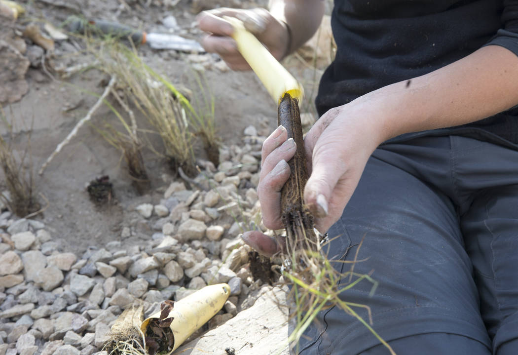 Nevada Conservation Corps volunteer Kym Sutton plants a Las Vegas bearpoppy along a stream bed at Springs Preserve's Cottonwood Grove on Monday, Feb. 12, 2018. The vegetation is listed as critical ...