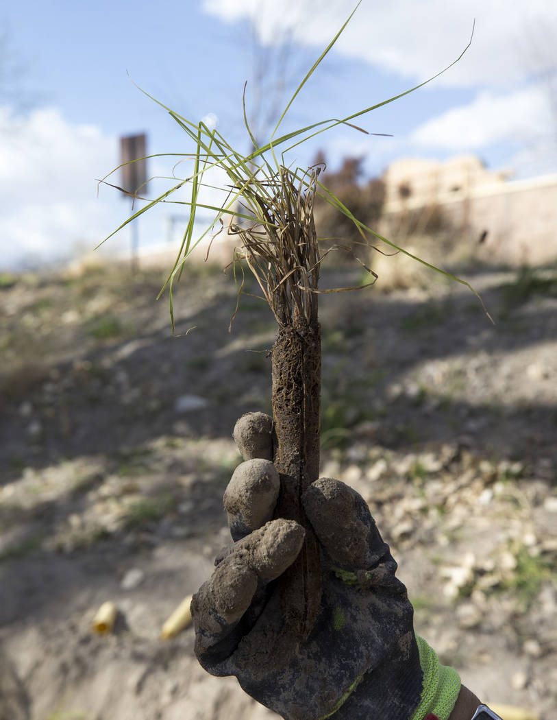 Nevada Conservation Corps volunteers Bri Wischengrad holds a Las Vegas bearpoppy at Springs Preserve's Cottonwood Grove on Monday, Feb. 12, 2018. (Richard Brian/Las Vegas Review-Journal) @vegaspho ...