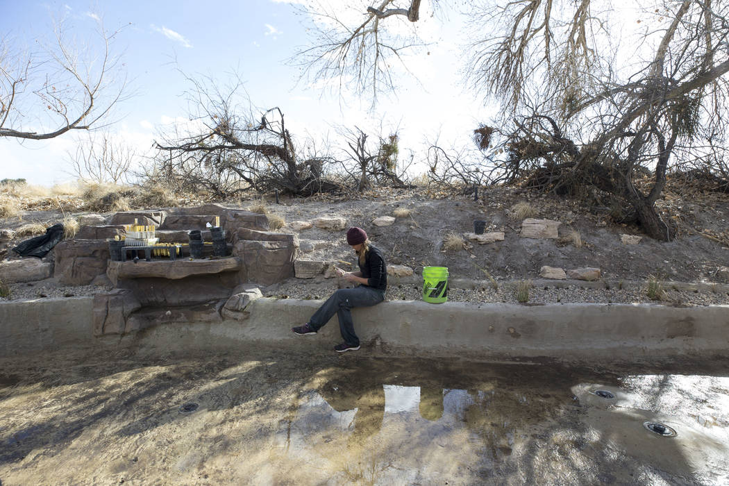 Nevada Conservation Corps volunteer Kym Sutton plants a Las Vegas bearpoppy along a stream bed at Springs Preserve's Cottonwood Grove on Monday, Feb. 12, 2018. The vegetation is listed as critical ...