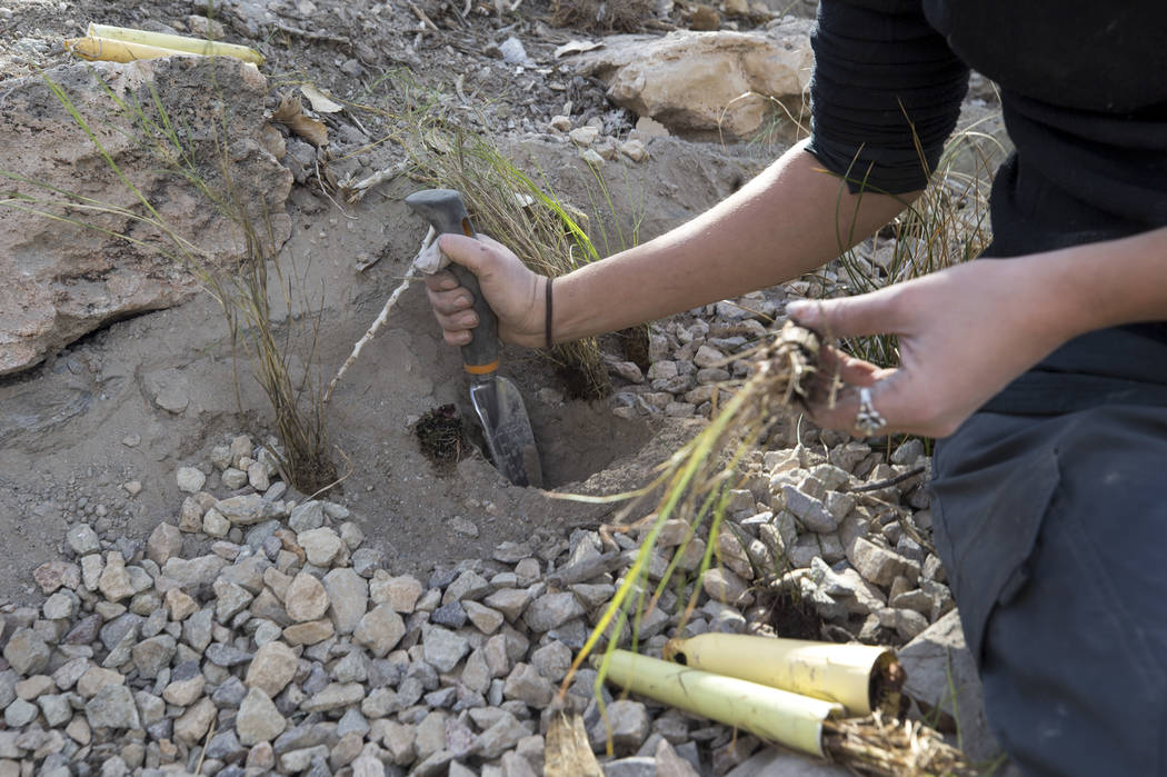 Nevada Conservation Corps volunteer Kym Sutton plants a Las Vegas bearpoppy along a stream bed at Springs Preserve's Cottonwood Grove on Monday, Feb. 12, 2018. The vegetation is listed as critical ...