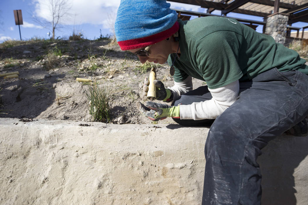 Nevada Conservation Corps volunteer Bri Wischengrad plants native riparian along a stream bed at Springs Preserve's Cottonwood Grove on Monday, Feb. 12, 2018. The vegetation is listed as criticall ...