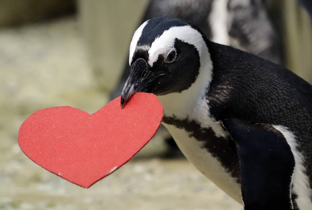 Penguins at San Francisco aquarium celebrate Valentine's Day | Nation and  World | News
