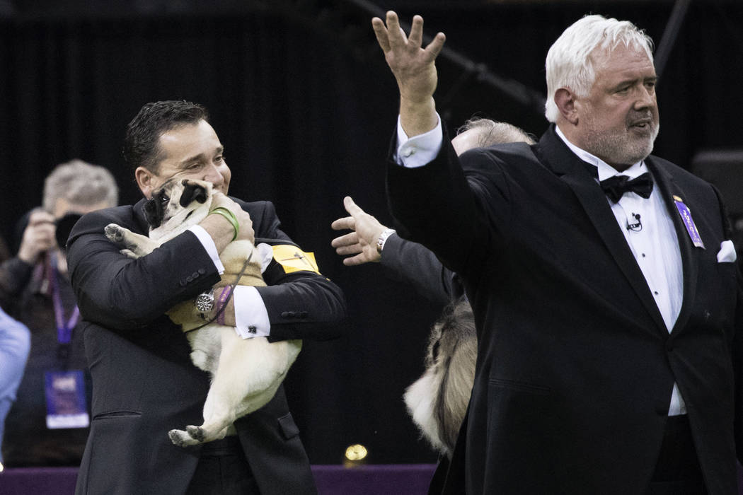 Handler Esteban Farias hugs Biggie a pug after he won the Toy