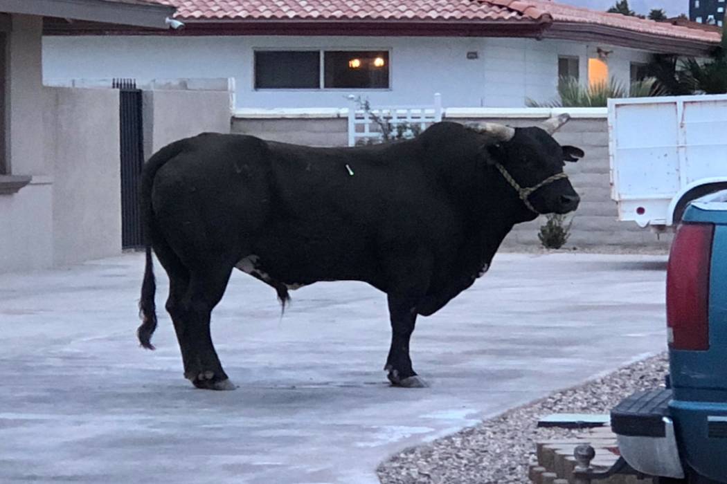 (City of Las Vegas/Twitter)