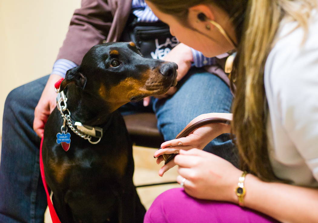 Dr. Brittney Spurling, right, a veterinarian at Cheyenne West Animal Hospital, checks on Harley, a one-year-old Doberman, before giving her a flu shot in Las Vegas on Friday, Feb. 16, 2018. (Chase ...