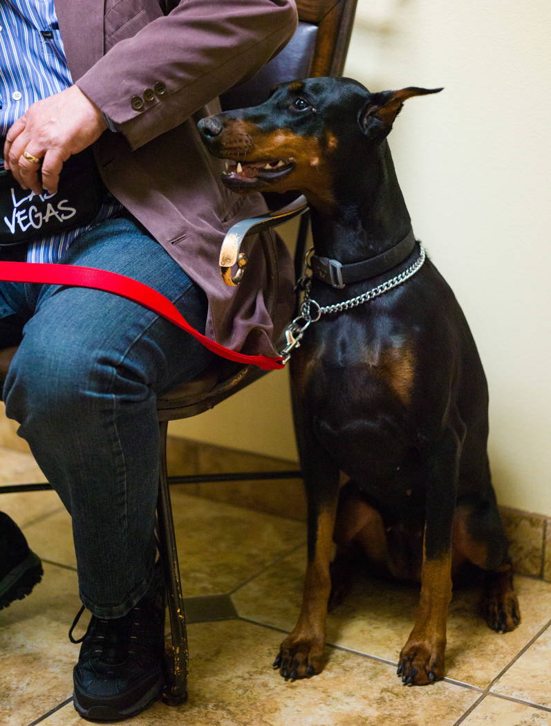 Harley, a one-year-old Doberman, before getting a flu shot at the Cheyenne West Animal Hospital in Las Vegas on Friday, Feb. 16, 2018. (Chase Stevens/Las Vegas Review-Journal) @csstevensphoto