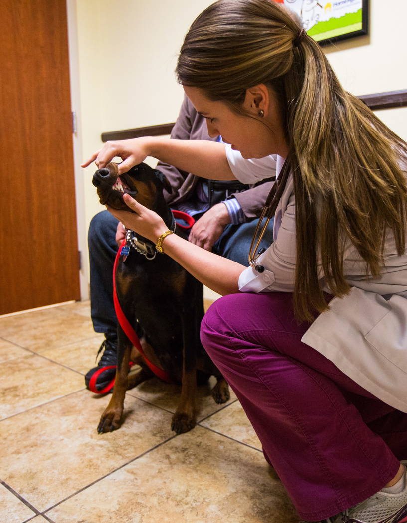 Dr. Brittney Spurling, a veterinarian at Cheyenne West Animal Hospital, checks on Harley, a one-year-old Doberman, before giving her a flu shot in Las Vegas on Friday, Feb. 16, 2018. (Chase Steven ...