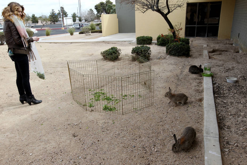 Tina Dawn Drouin of Vegas Bunny Rescue tries to capture rabbits at the State of Nevada West Charleston Campus Monday, Feb. 19, 2018. Drouin and representatives from other rabbit rescue groups say  ...