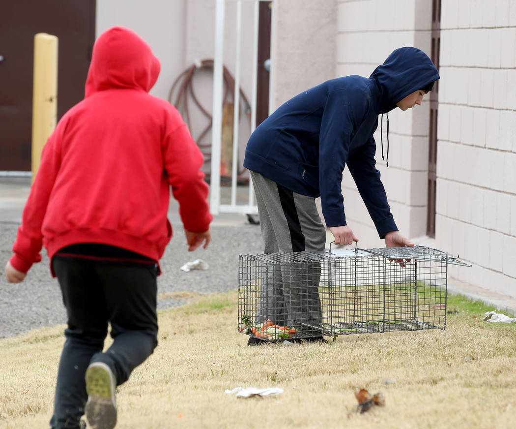 Brayden Broach, 9, left, and Christopher DeHoedt, 13, try to capture rabbits at the State of Nevada West Charleston Campus Monday, Feb. 19, 2018. Rabbit rescue groups say they found many of the hu ...