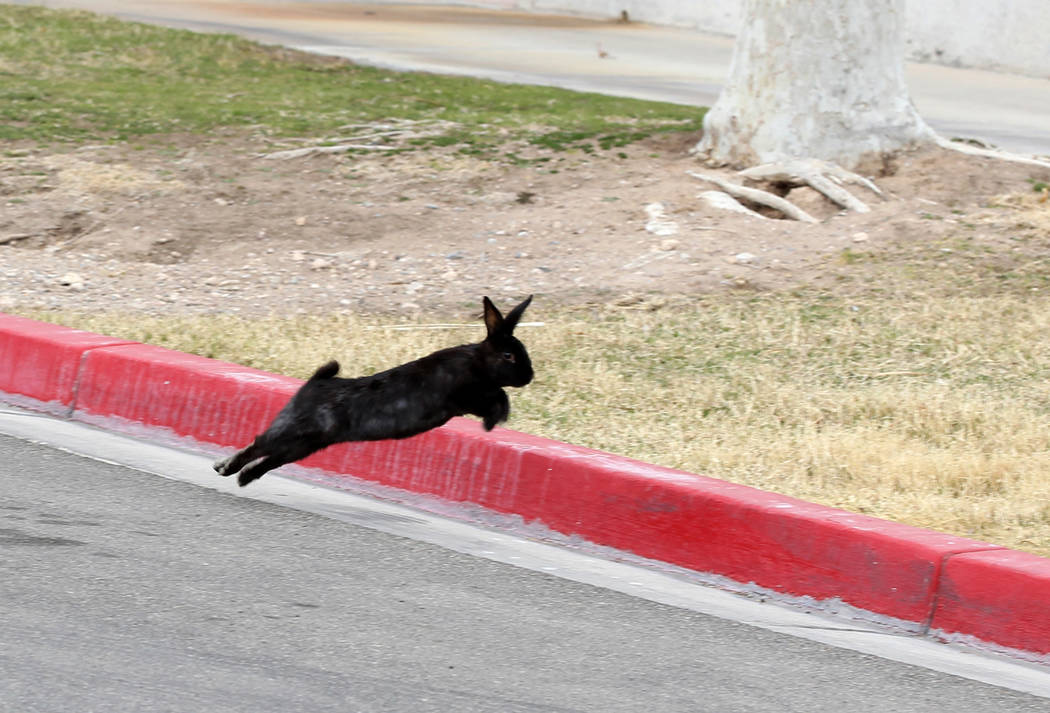 A rabbit at the State of Nevada West Charleston Campus Monday, Feb. 19, 2018. Rabbit rescue groups say they found many of the hundreds of domestic rabbits who live at the mental health facility de ...