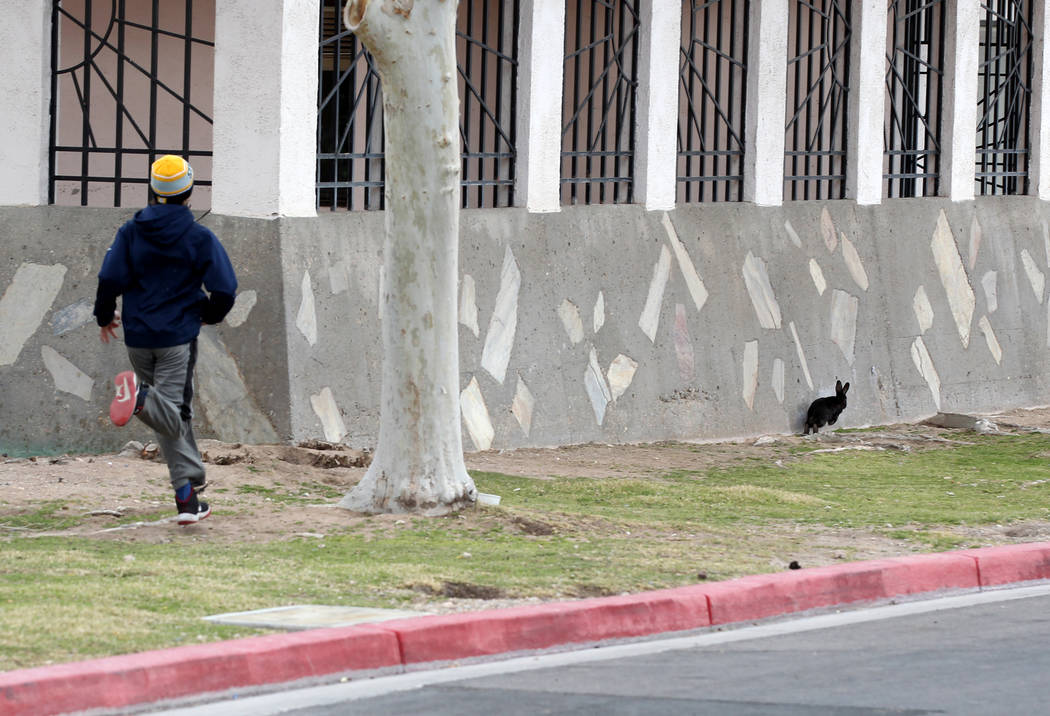 Christopher DeHoedt, 13, ties to capture a rabbit at the State of Nevada West Charleston Campus Monday, Feb. 19, 2018. Rabbit rescue groups say they found many of the hundreds of domestic rabbits  ...