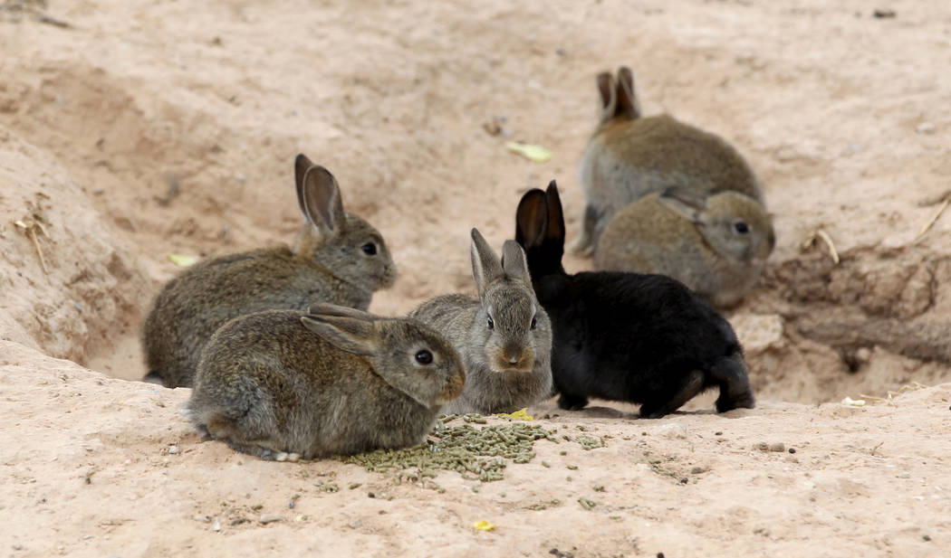 Rabbits at the State of Nevada West Charleston Campus Monday, Feb. 19, 2018. Rabbit rescue groups say they found many of the hundreds of domestic rabbits who live at the mental health facility dea ...