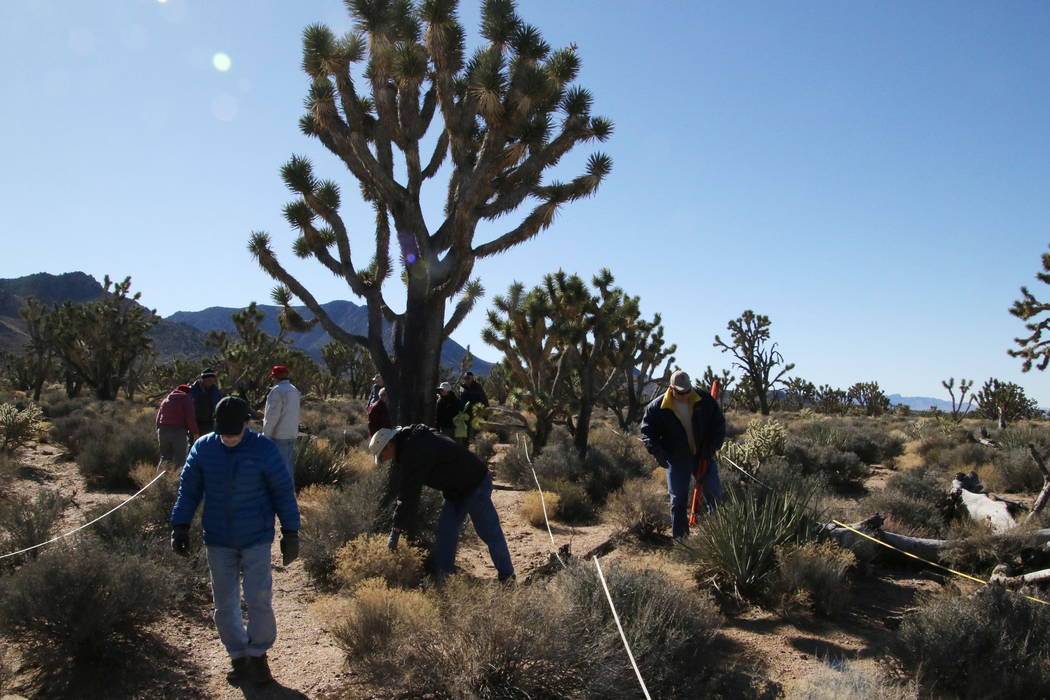 Researchers and volunteers search for young Joshua trees during a scientific survey near Meadview, Arizona, Tuesday, Feb. 20, 2018. (Henry Brean/Las Vegas Review-Journal)