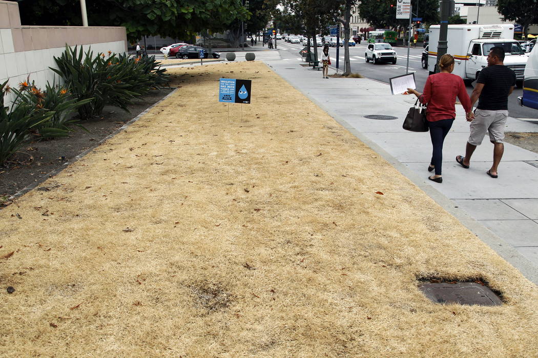 A dried-out lawn is seen at Los Angeles City Hall, with a sign explaining that irrigation has been shut off due to the ongoing drought, in 2015 (AP Photo/Nick Ut, File)