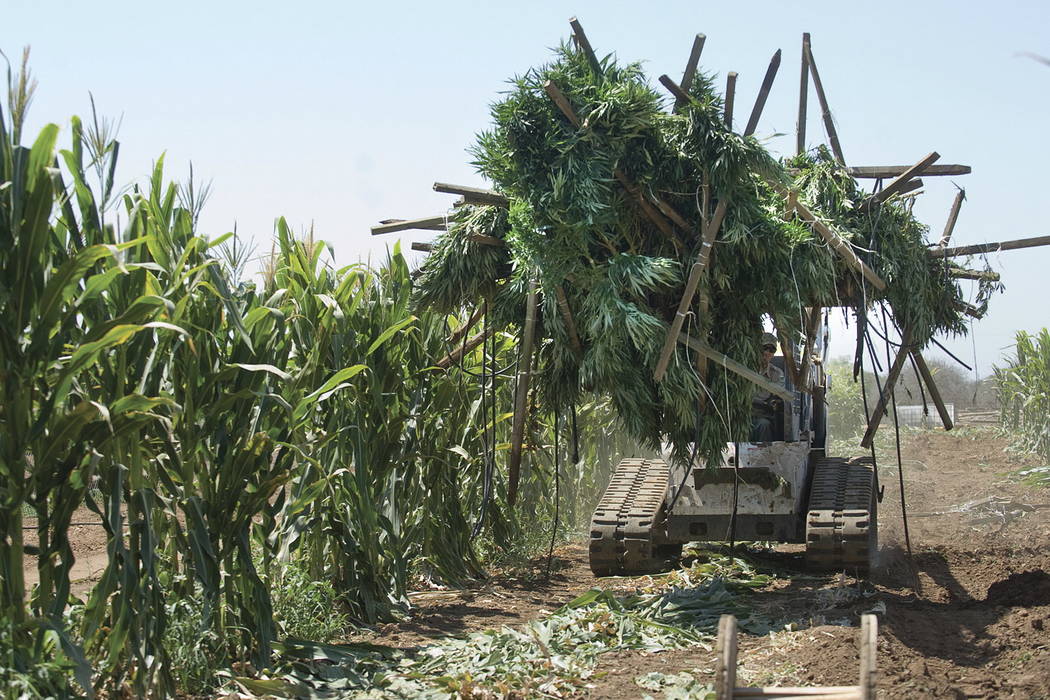 California pot growers lagging in getting licenses, says