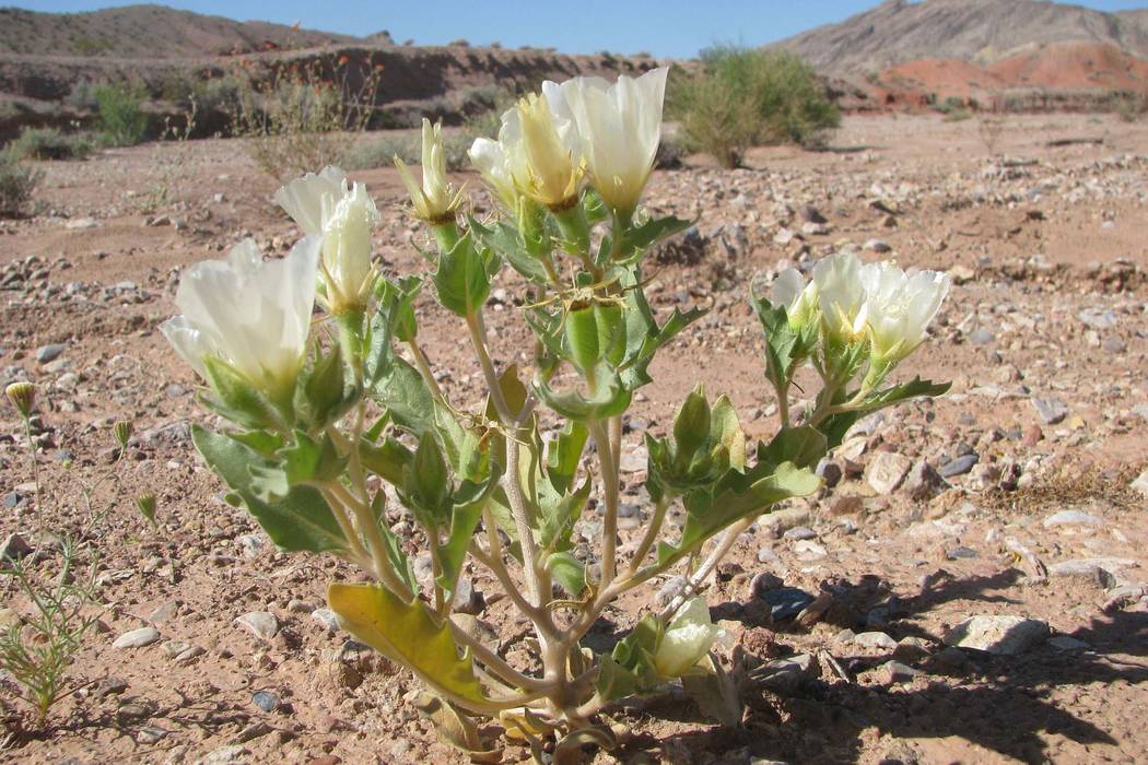 Rare Death Valley plant grows its way off endangered species list Las