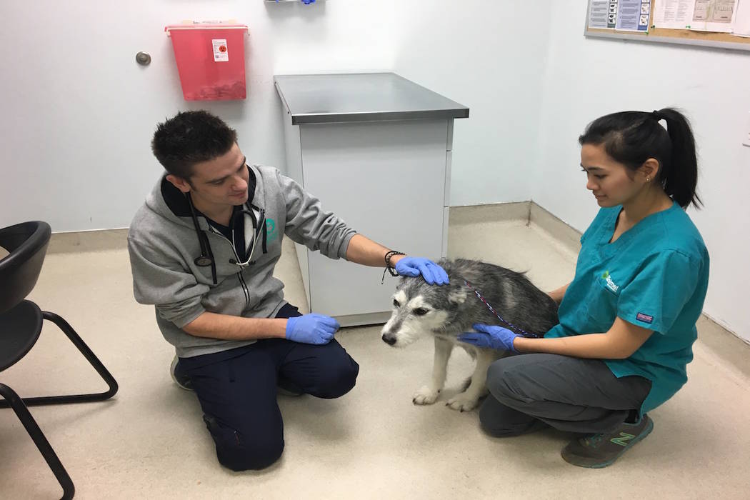 Chief Veterinarian Dr. Ken examines a dog at the Animal Foundation. (Animal Foundation)