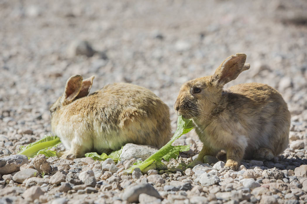 Feral rabbits eat greens left by volunteers with "Bunnies Matter" on Sunday, April 2, 2017, east of CSN Library, in Las Vegas. (Benjamin Hager/Las Vegas Review-Journal) @benjaminhphoto