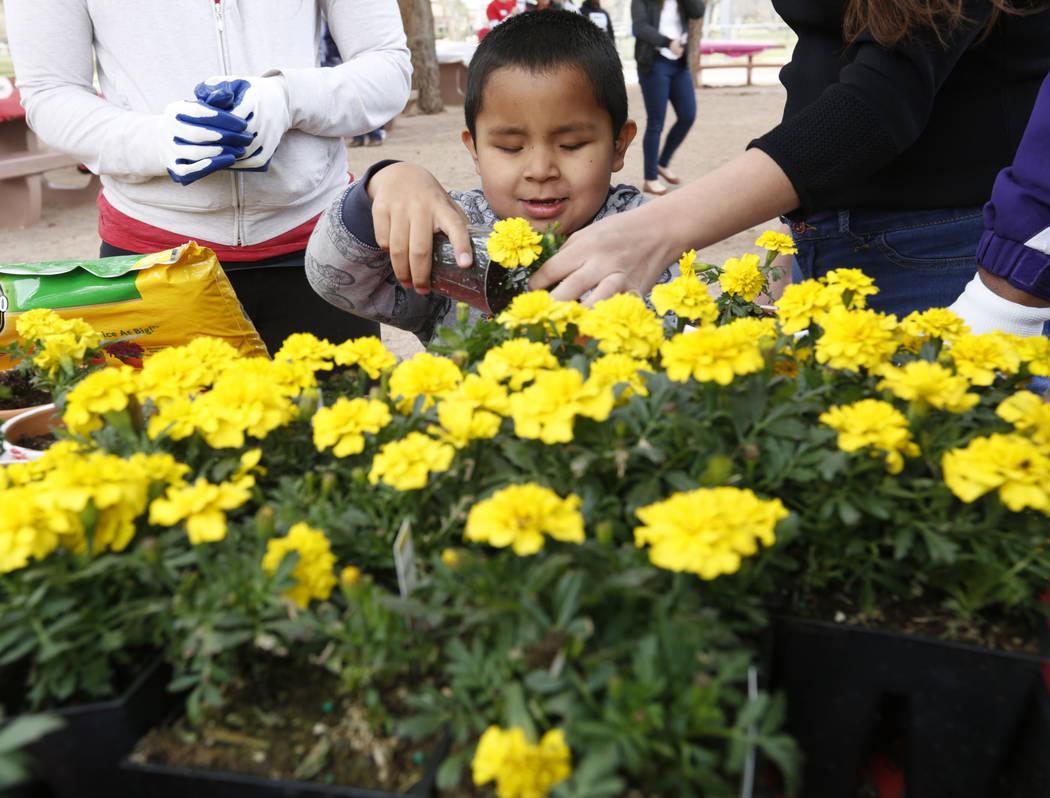 Las Vegas resident Alexis Tolentino Rodriguez, 7, who is blind, plants a flower before the Beepin' Egg Hunt at Sunset Park in Las Vegas, Saturday, March 24, 2018. Nevada Blind Children's Foundatio ...