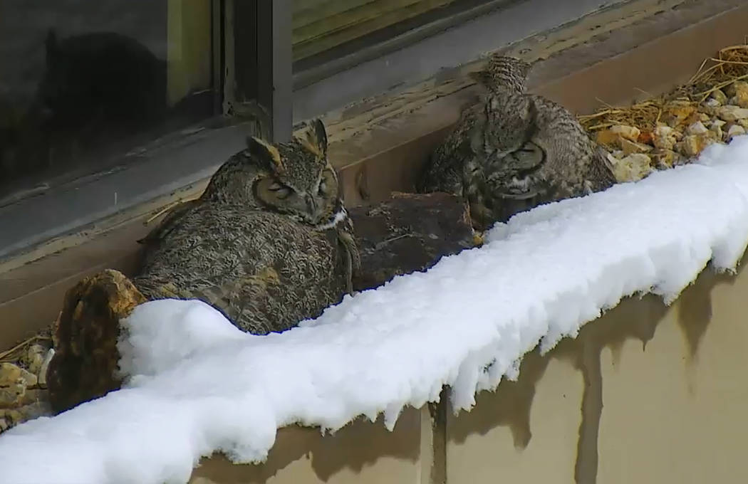Viewers hoot over Nevada’s nesting owl livestream Las Vegas Review