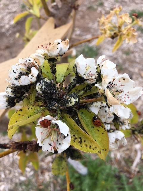 Bob Morris
Aphids can be seen on these pear tree blossoms.
