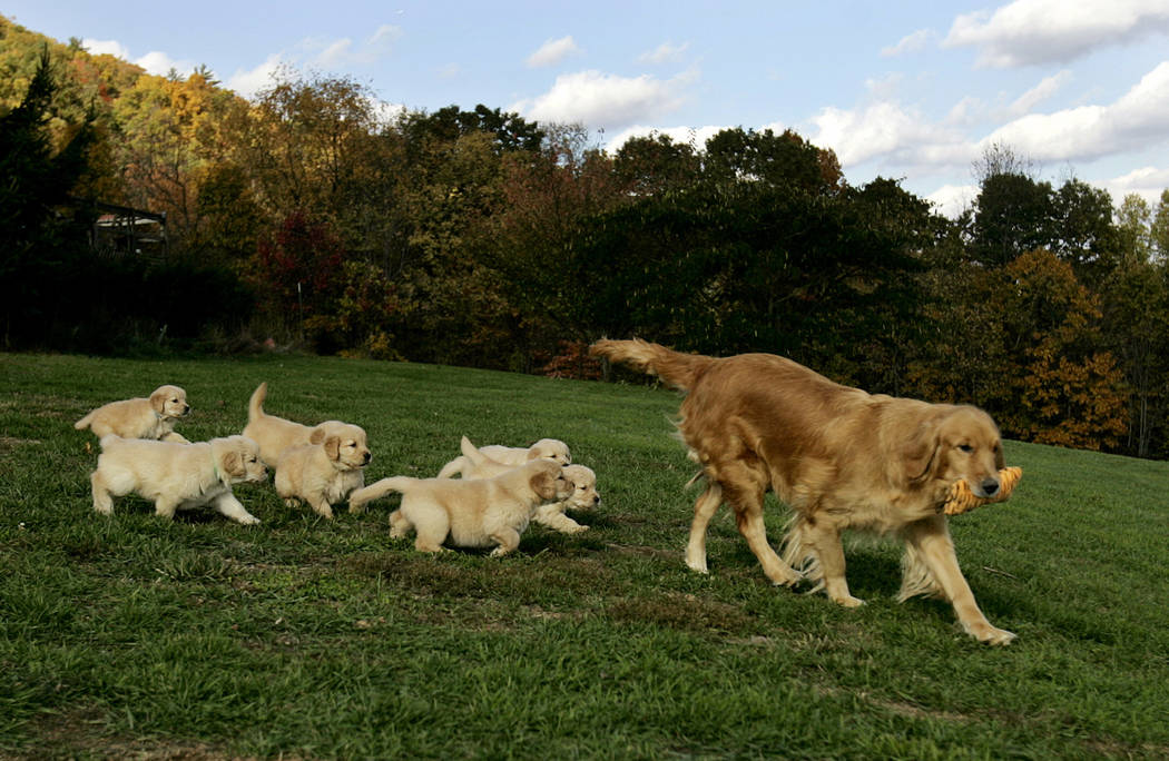 american kennel club golden retriever