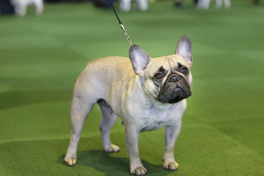 Labs still man’s No. 1 best friend, French bulldogs moving