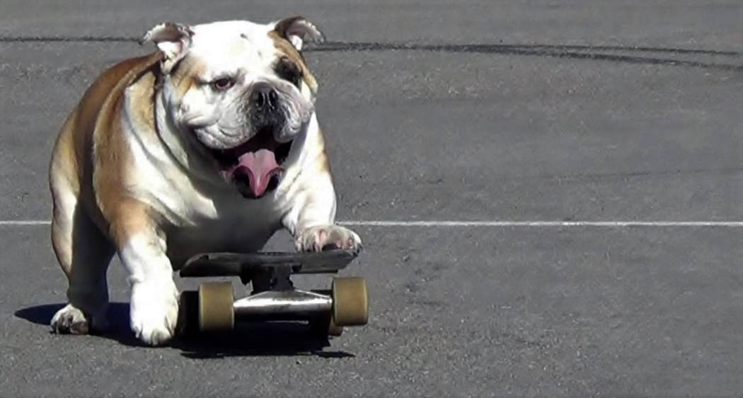the skateboarding bulldog builds skills, fame Las Vegas Review