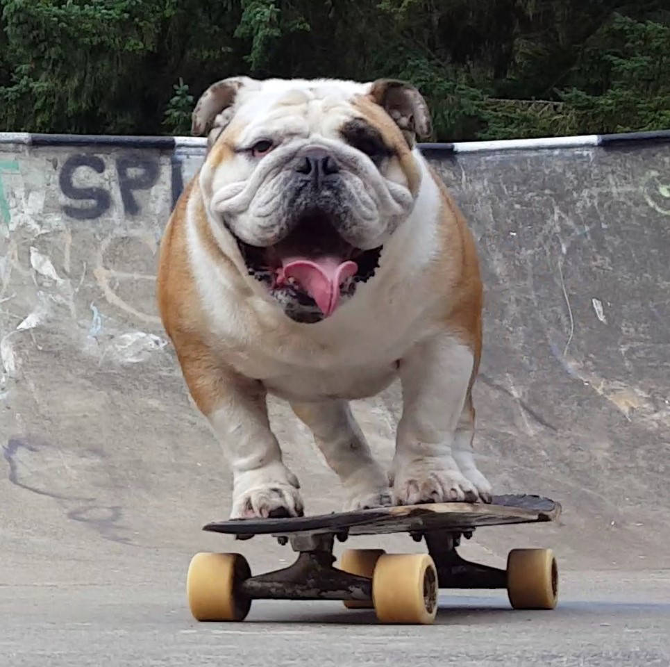 the skateboarding bulldog builds skills, fame Las