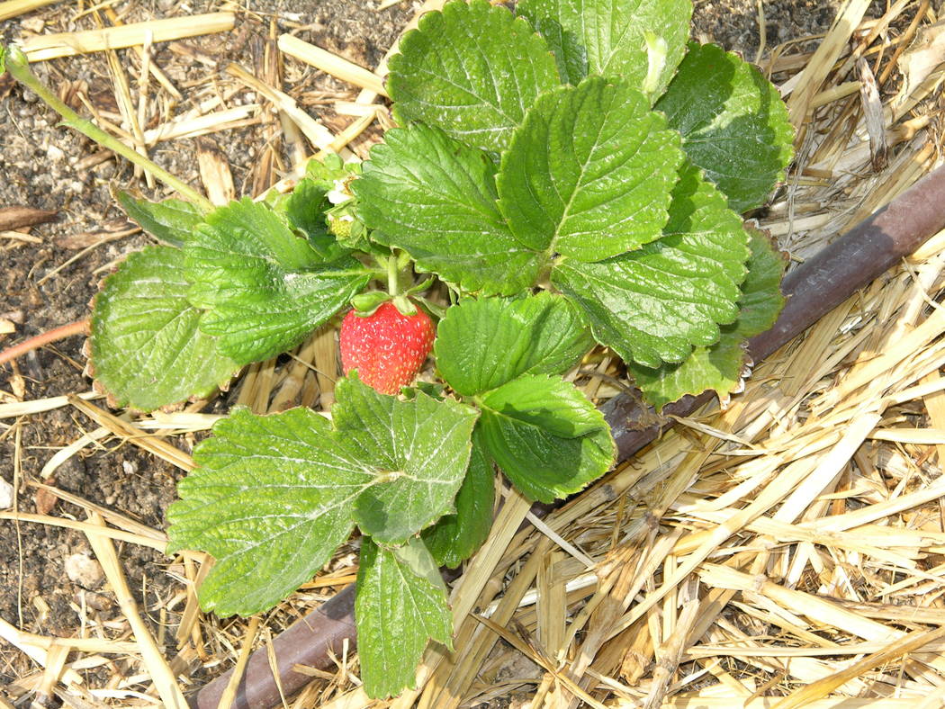 Mulching Strawberry Plants In The Summer  