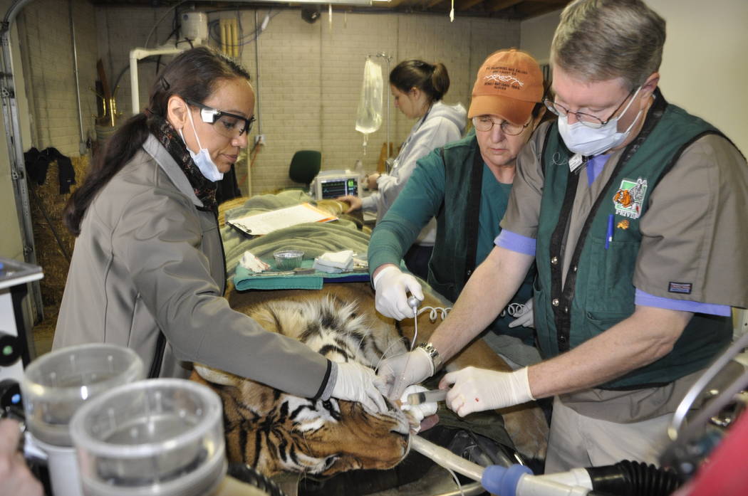 Dr. Tina Brandon Abbatangelo, left, performs a dental procedure on a Sumatran tiger at the Exotic Feline Rescue Center during an trip with the Peter Emily International Veterinary Foundation. (Cou ...