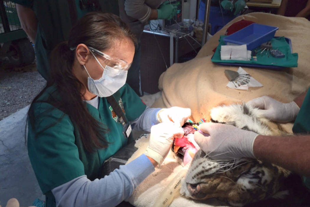 Dr. Tina Brandon Abbatangelo, performs a dental procedure on an expedition with the Peter Emily International Veterinary Foundation. (Courtesy)