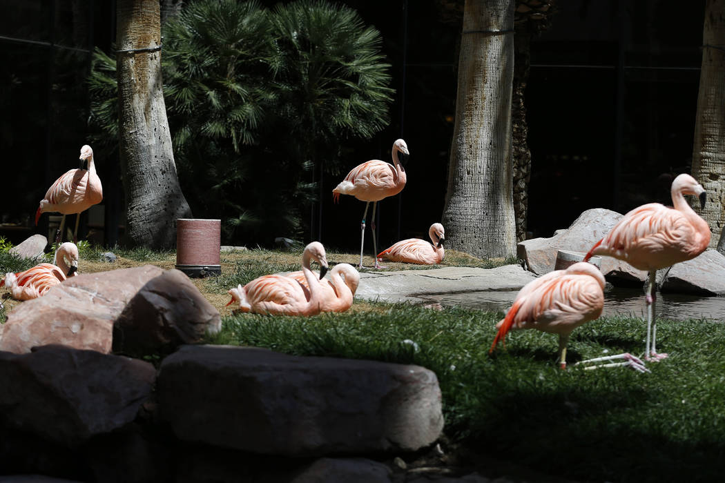 Inside the Flamingo Hotel and Casino Habitat 