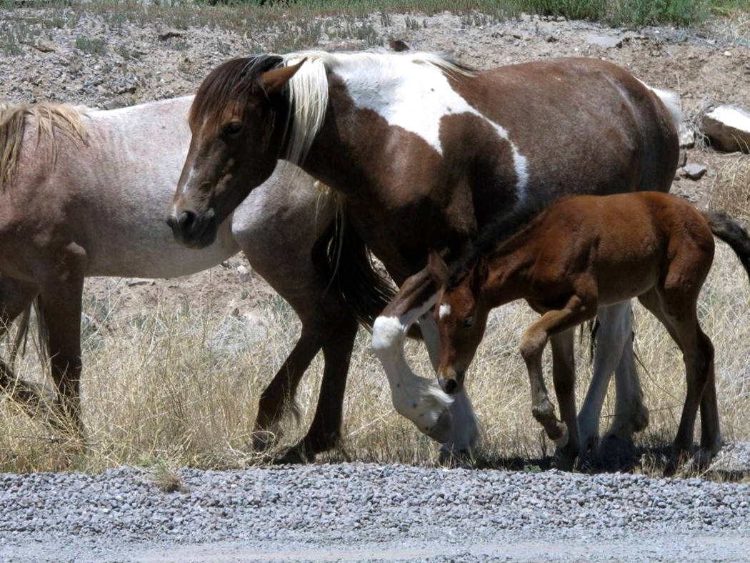 Free-roaming horses owned by the state of Nevada walk along the USA Parkway at the Tahoe Reno Industrial Center, in Mustang in 2015. (AP Photo/Scott Sonner, File)