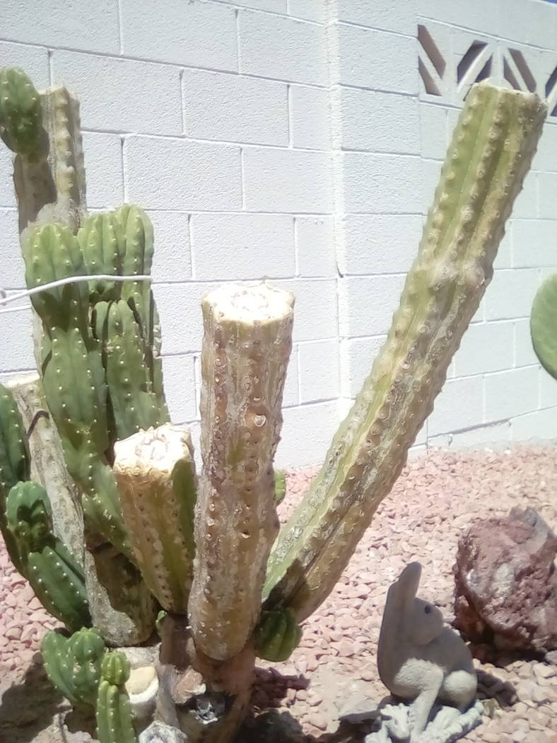 Tips On Trimming Cactus Plants - When And How To Cut Back A Cactus